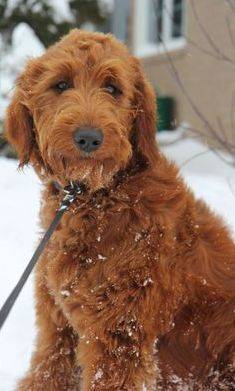 red haired goldendoodle