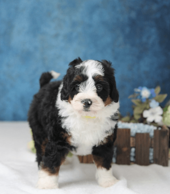 bernedoodle puppies midwest