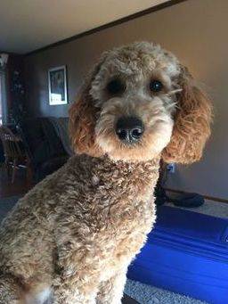 grooming a curly goldendoodle