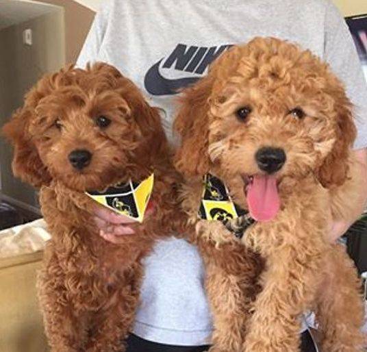 f1 and f1b goldendoodle