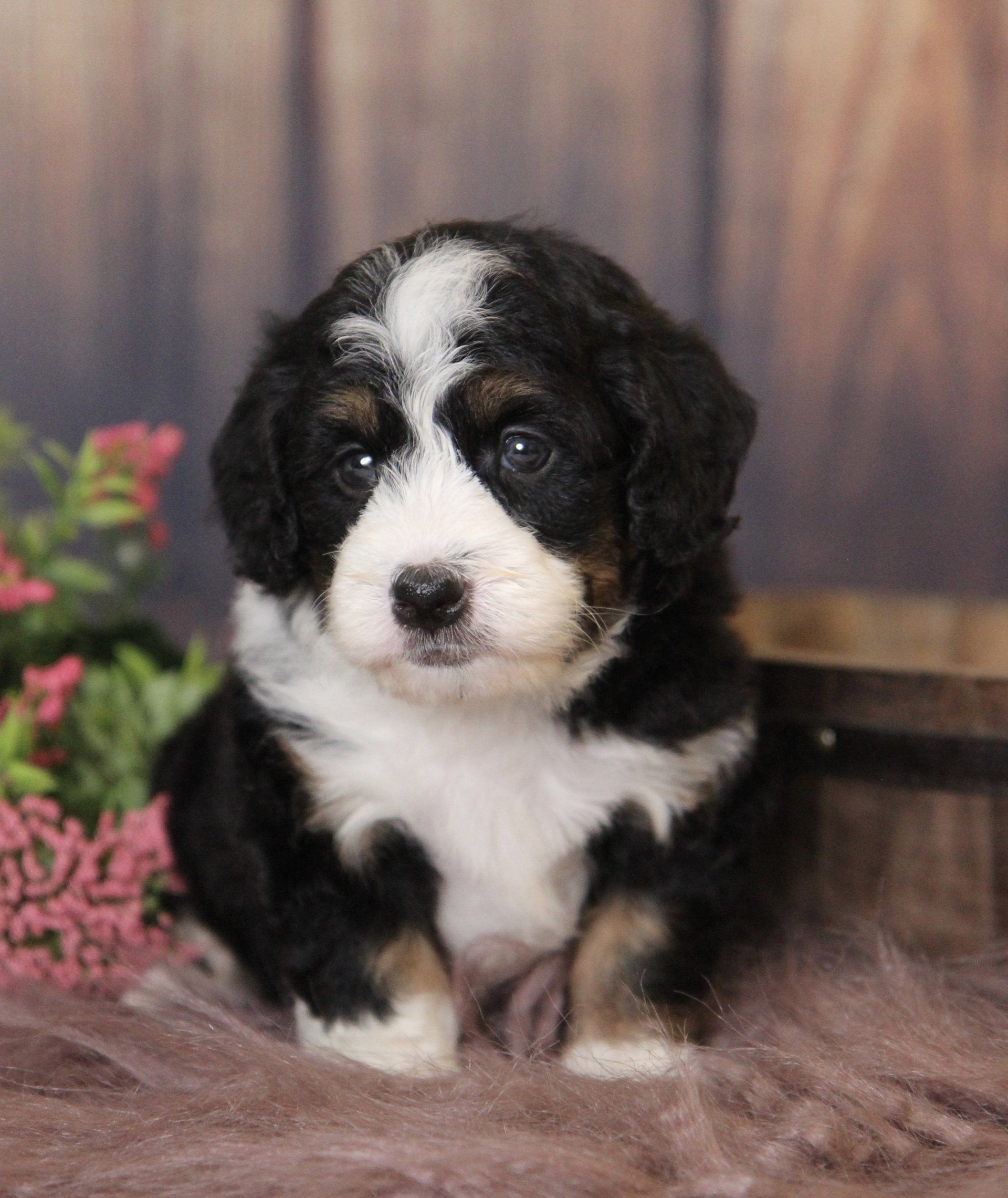 Petite Bernedoodles