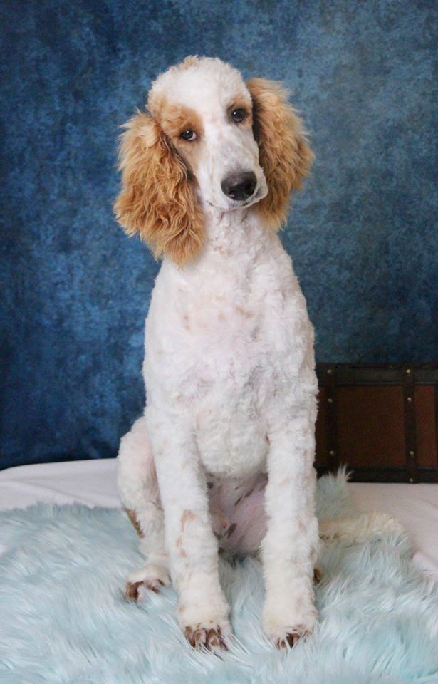 Standard Goldendoodles