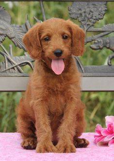 red haired goldendoodle