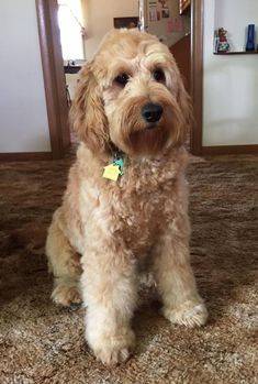 curly goldendoodle puppy