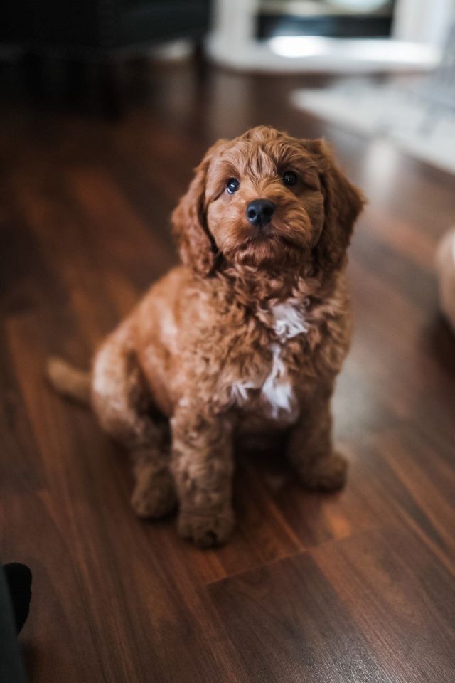 micro goldendoodle