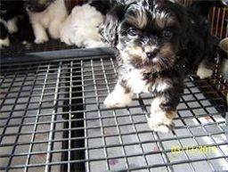 puppy pen with floor grid