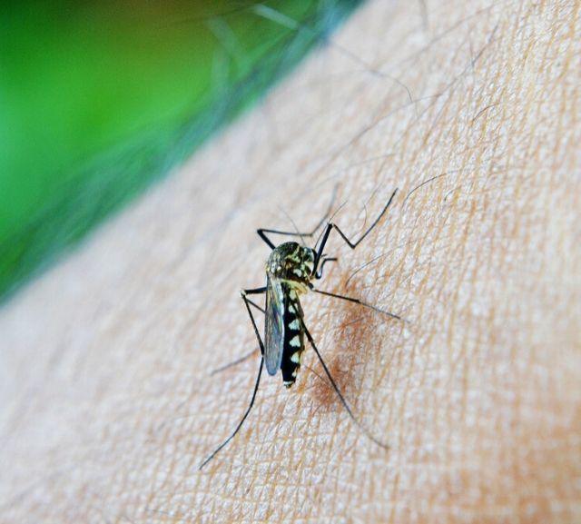 Green Flash Pest Control - Mosquito Control