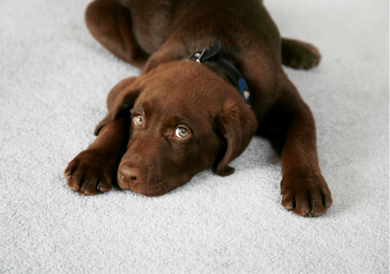 remove urine from dog coat