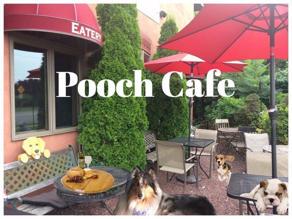 Pet Friendly Pooch Cafe