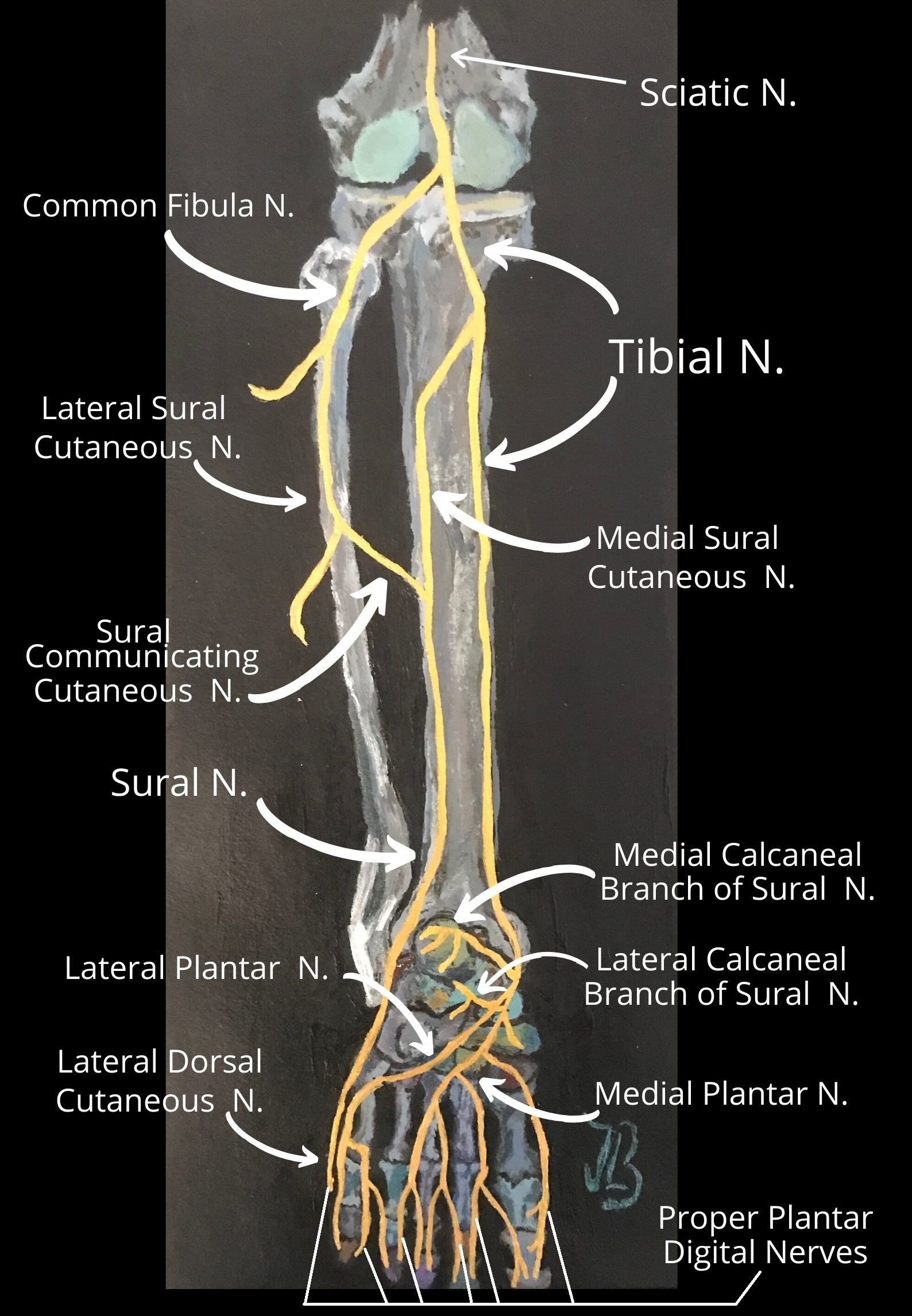 The Sciatic Nerve Anatomy And 3d Illustrations - vrogue.co