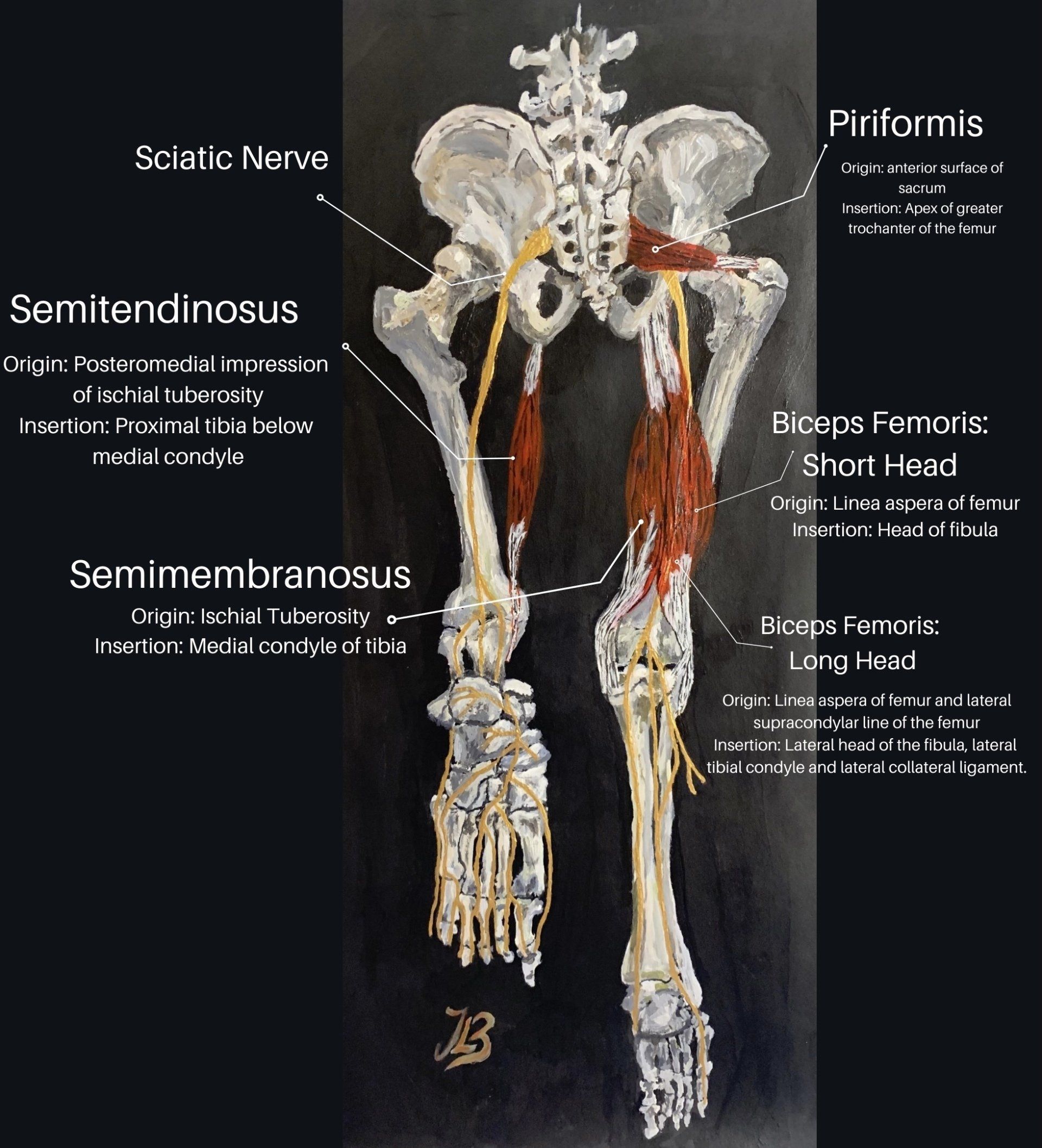 Medial Hamstring Tendon | Hamstrings Muscles – NYDXRF