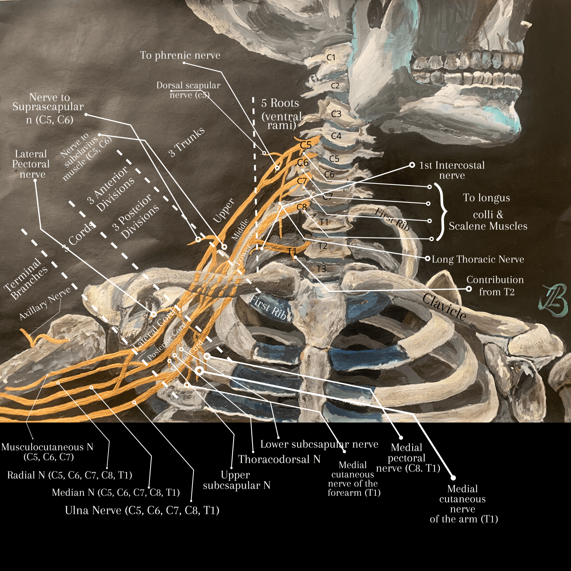 the-brachial-plexus-from-roots-to-cords-nerves-of-the-neck-related