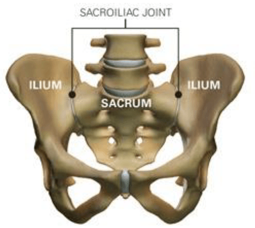is the sacrum a flat bone