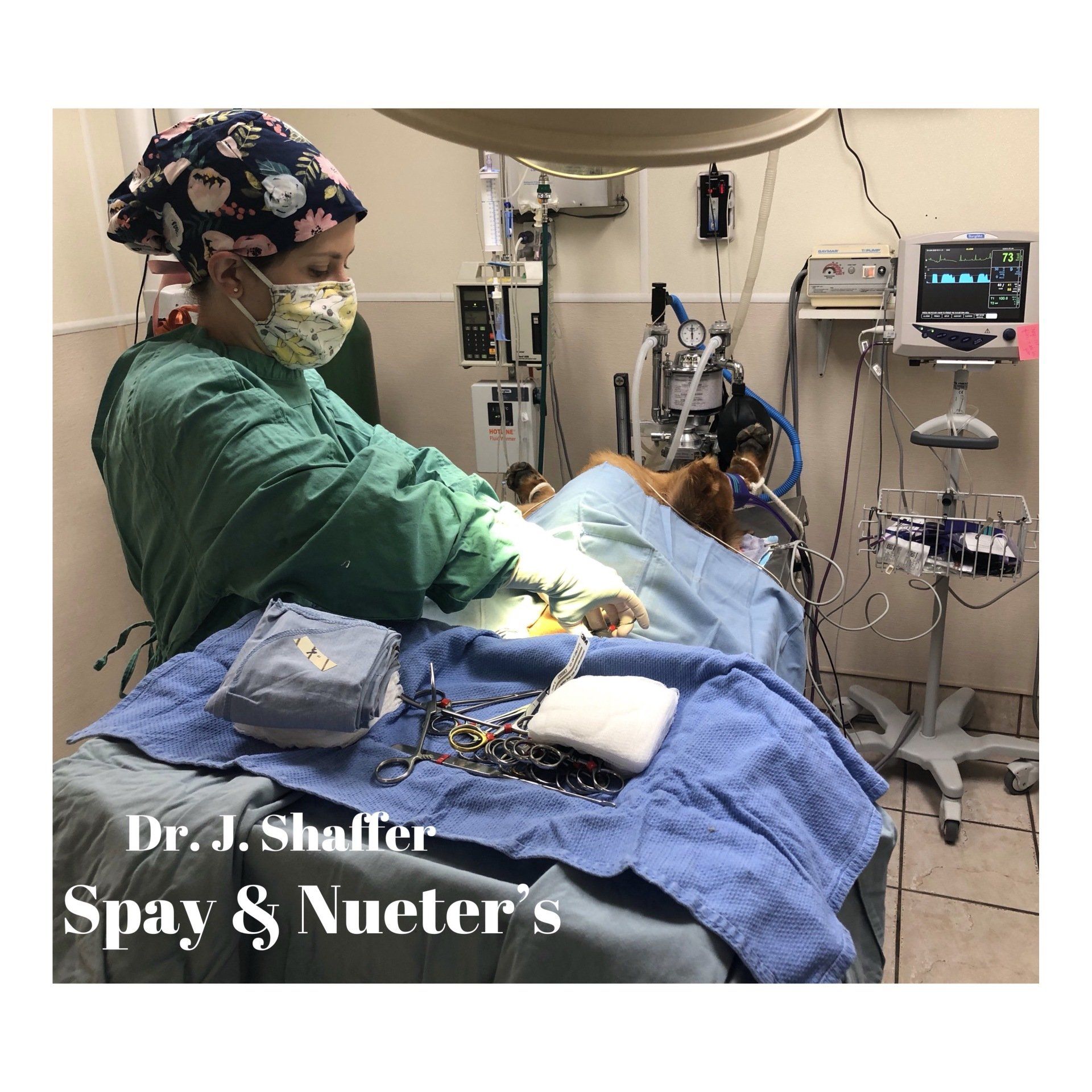 Services Santa Fe Animal Hospital Corpus Christi, Texas