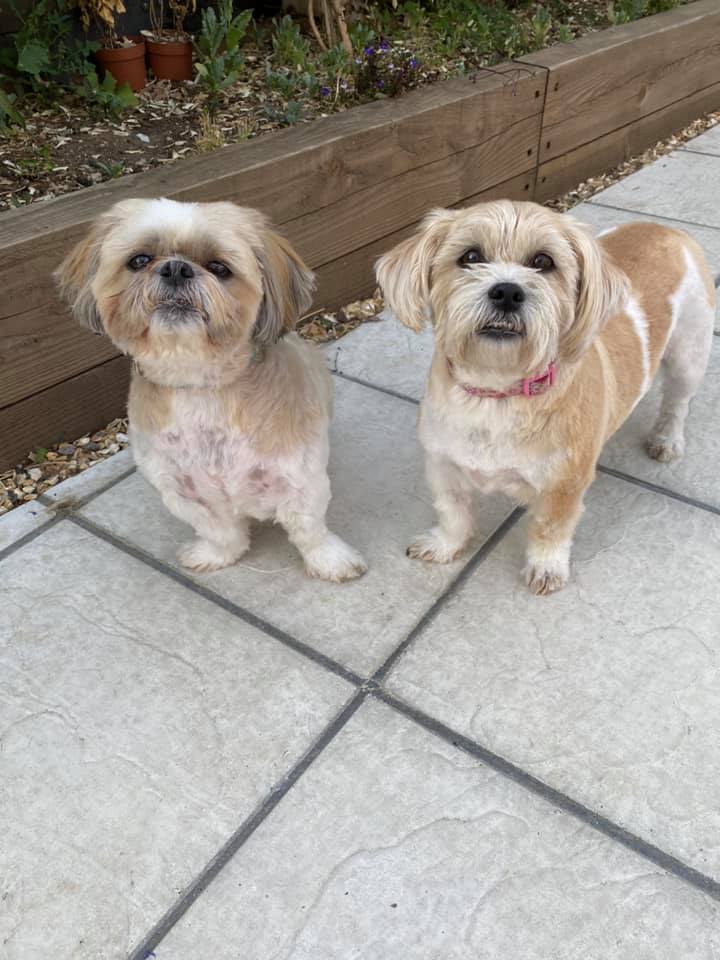 Doggy Style Dog Grooming - iwork4uglos