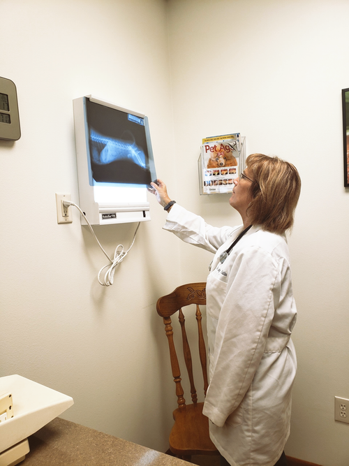 Dental Care, Vaccinations, Wellness, More Yankton, SD Animal Health