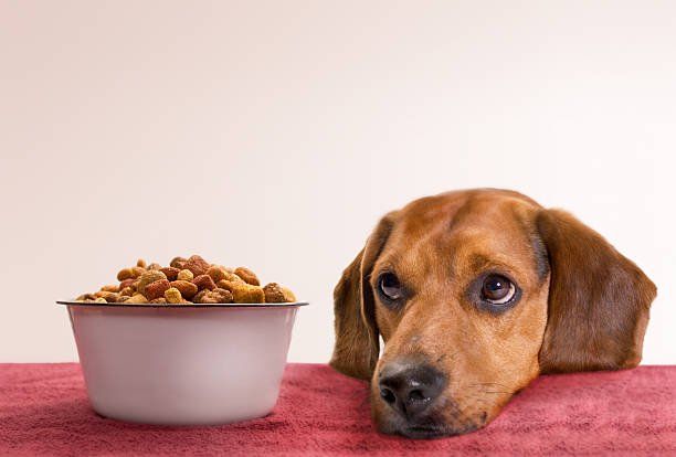 heart disease in dogs food