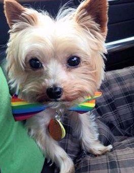 chrome vegeta pop funimation