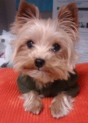 miniature yorkie clothes