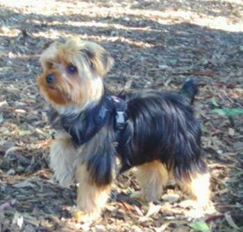 harness for small yorkie