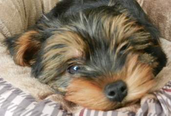 yorkshire terrier 6 months old
