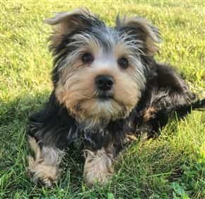 yorkie summer cut