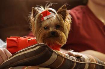 yorkshire terrier kg