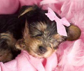 newborn yorkie puppies for sale