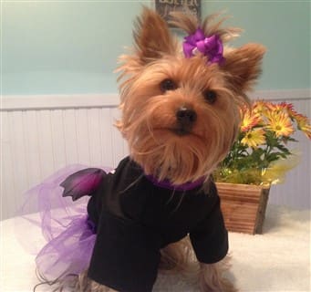 yorkie dressed up