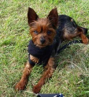 red yorkshire terrier