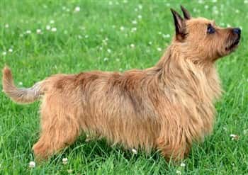 Australian Terrier