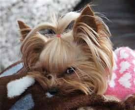 yorkshire terrier anxiety