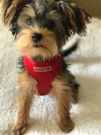 Yorkie wearing a red harness