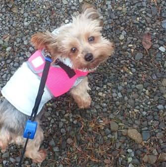 looking for a yorkie to adopt