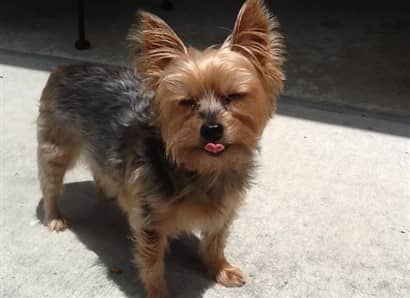 looking for a yorkie to adopt