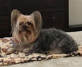 Adult Yorkie on owner's bed