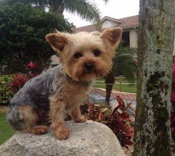 yorkshire terrier cup size