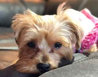 beautiful Yorkshire Terrier relaxing