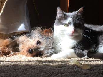 do yorkshire terriers get along with cats