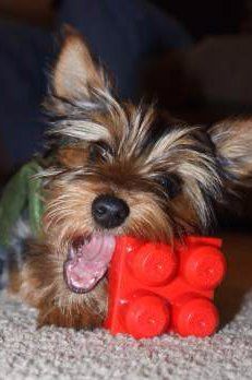 best chew toys for yorkies