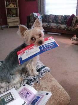 best chew toys for yorkies