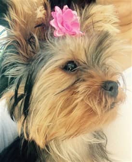 yorkie leave in conditioner