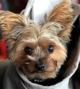 best brush for a yorkie