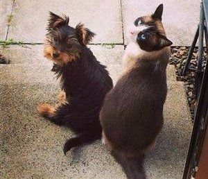 do yorkshire terriers get along with cats