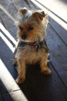 female adult Yorkshire Terrier