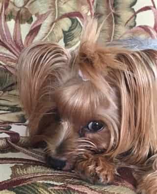 female Yorkie looking shy