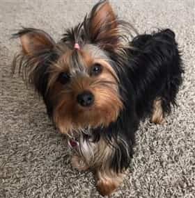 pin brush for yorkie