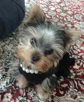 yorkshire terrier anxiety