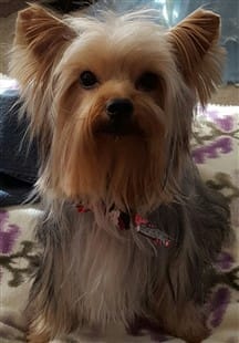 yorkie allergies treatment