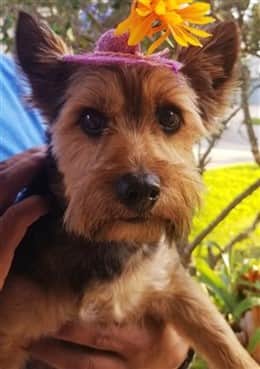 overweight yorkshire terrier